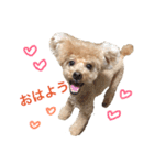 ぼくです。むーちゃんです。（個別スタンプ：1）