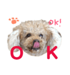 ぼくです。むーちゃんです。（個別スタンプ：3）