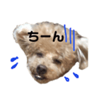 ぼくです。むーちゃんです。（個別スタンプ：4）