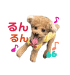 ぼくです。むーちゃんです。（個別スタンプ：5）
