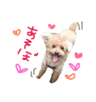 ぼくです。むーちゃんです。（個別スタンプ：13）