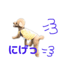 ぼくです。むーちゃんです。（個別スタンプ：15）
