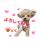 ぼくです。むーちゃんです。（個別スタンプ：16）