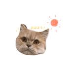 ラガマフィンのたまちくん（個別スタンプ：1）