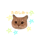 ラガマフィンのたまちくん（個別スタンプ：3）