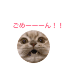 ラガマフィンのたまちくん（個別スタンプ：6）