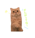 ラガマフィンのたまちくん（個別スタンプ：7）