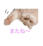 ラガマフィンのたまちくん（個別スタンプ：12）