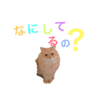 ラガマフィンのたまちくん（個別スタンプ：14）