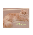 ラガマフィンのたまちくん（個別スタンプ：15）