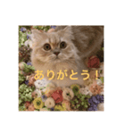 ラガマフィンのたまちくん（個別スタンプ：16）