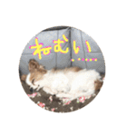 パピヨンうずたん（個別スタンプ：4）