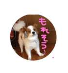 パピヨンうずたん（個別スタンプ：8）