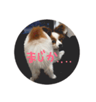 パピヨンうずたん（個別スタンプ：10）