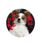 パピヨンうずたん（個別スタンプ：12）