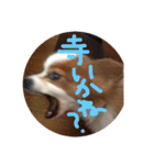 パピヨンうずたん（個別スタンプ：13）