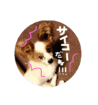 パピヨンうずたん（個別スタンプ：15）