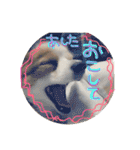 パピヨンうずたん（個別スタンプ：19）