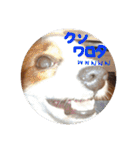 パピヨンうずたん（個別スタンプ：20）