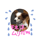 パピヨンうずたん（個別スタンプ：21）