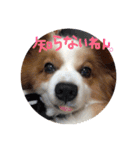 パピヨンうずたん（個別スタンプ：22）
