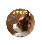 パピヨンうずたん（個別スタンプ：23）