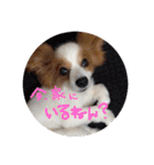 パピヨンうずたん（個別スタンプ：24）