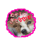 パピヨンうずたん（個別スタンプ：26）