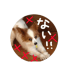 パピヨンうずたん（個別スタンプ：30）