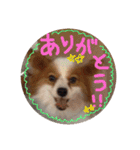 パピヨンうずたん（個別スタンプ：31）