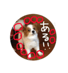 パピヨンうずたん（個別スタンプ：34）