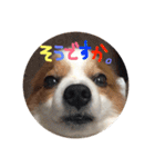 パピヨンうずたん（個別スタンプ：36）