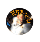 パピヨンうずたん（個別スタンプ：37）