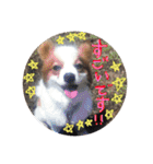 パピヨンうずたん（個別スタンプ：38）