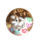 パピヨンうずたん（個別スタンプ：39）