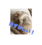 もなかの中身はつぶあん（個別スタンプ：4）