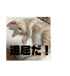 もなかの中身はつぶあん（個別スタンプ：5）