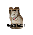 もなかの中身はつぶあん（個別スタンプ：11）
