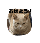 もなかの中身はつぶあん（個別スタンプ：13）
