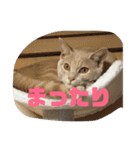 もなかの中身はつぶあん（個別スタンプ：14）