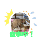 もなかの中身はつぶあん（個別スタンプ：17）