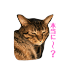 うち猫様2（個別スタンプ：1）