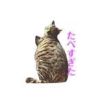 うち猫様2（個別スタンプ：2）