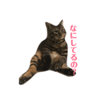 うち猫様2（個別スタンプ：3）