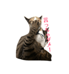 うち猫様2（個別スタンプ：4）