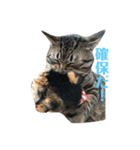 うち猫様2（個別スタンプ：5）