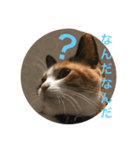 うち猫様2（個別スタンプ：6）