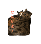 うち猫様2（個別スタンプ：7）