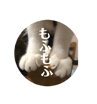 うち猫様2（個別スタンプ：8）