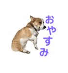 かわいーこーぎー（個別スタンプ：3）